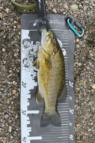 スモールマウスバスの釣果