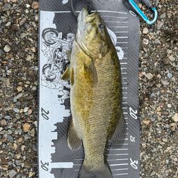 スモールマウスバス