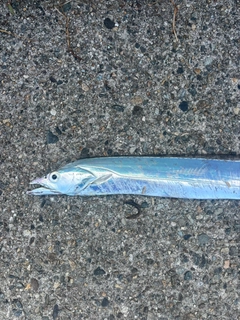 タチウオの釣果