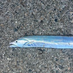 タチウオ