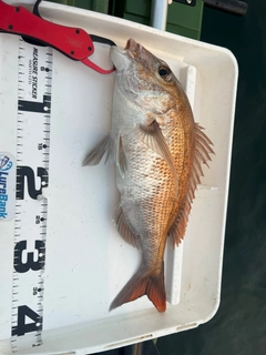 タイの釣果