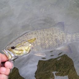 スモールマウスバス