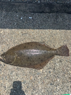 ヒラメの釣果