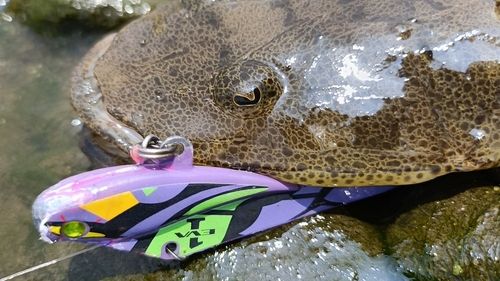 マゴチの釣果