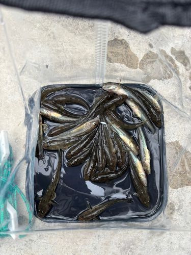 マハゼの釣果