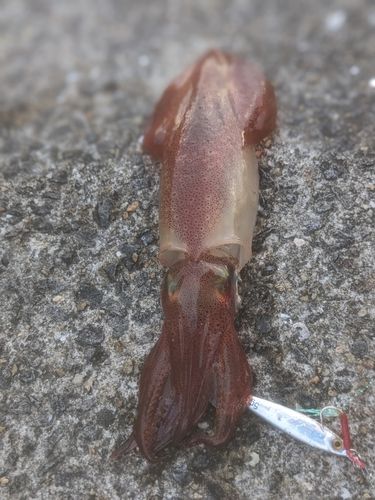 ケンサキイカの釣果
