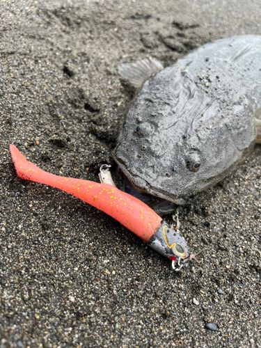 マゴチの釣果