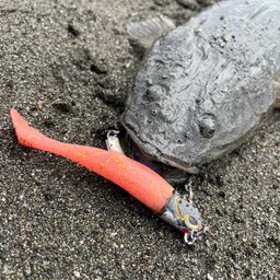 マゴチ