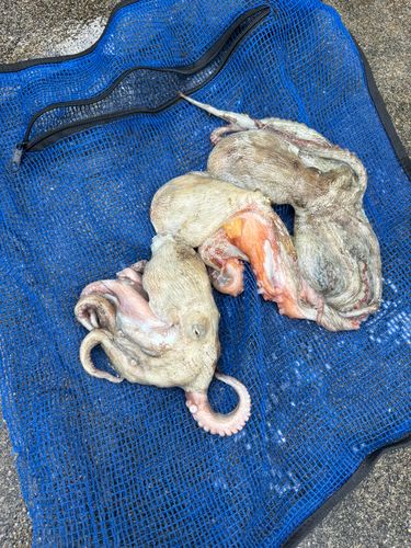 タコの釣果