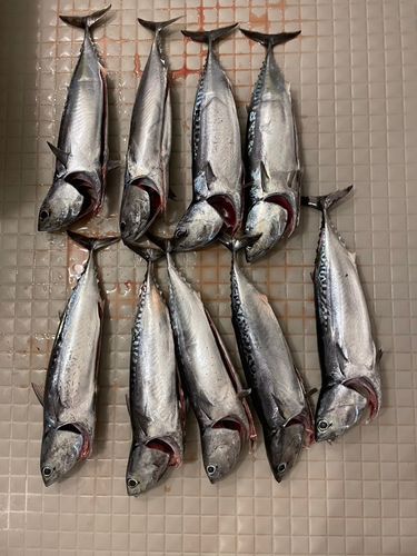 ソウダガツオの釣果