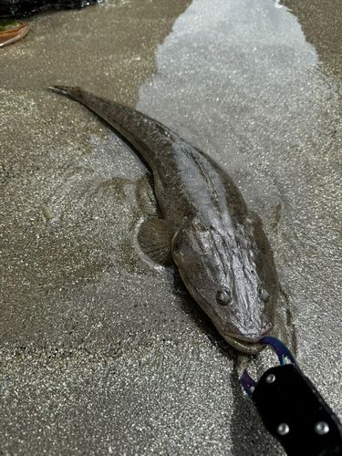 マゴチの釣果