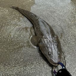 マゴチ