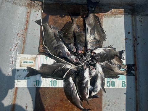 クロダイの釣果