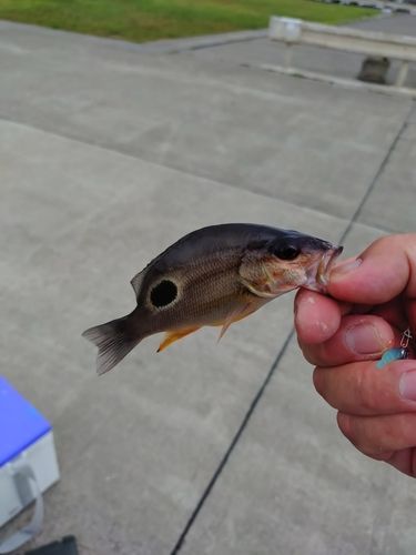 ニセクロホシフエダイの釣果
