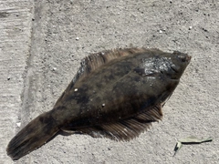 クロガシラガレイの釣果