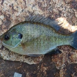 ブルーギル