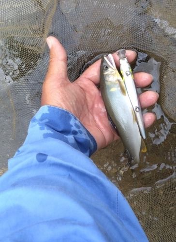 アユの釣果