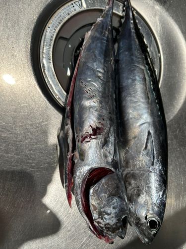 マルソウダの釣果
