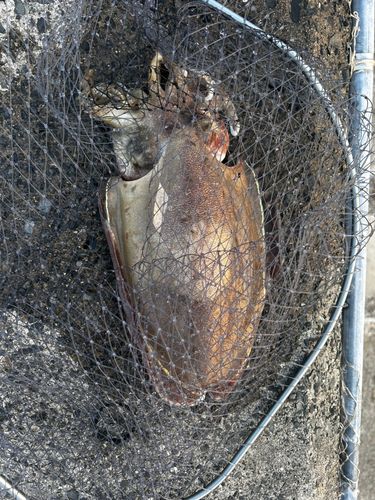 モンゴウイカの釣果