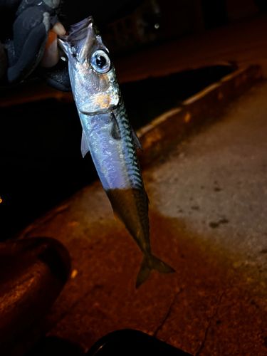 サバの釣果