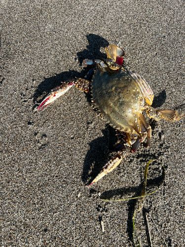函館噴火湾ワタリガニ×10【メス】 函館 噴火湾産 ワタリガニ メス内子入り 2kg わたりがに 渡り蟹