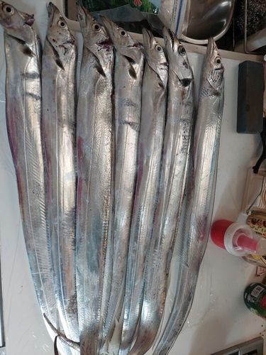 タチウオの釣果