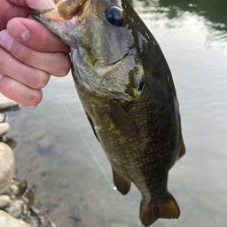 スモールマウスバス