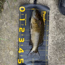 スモールマウスバス