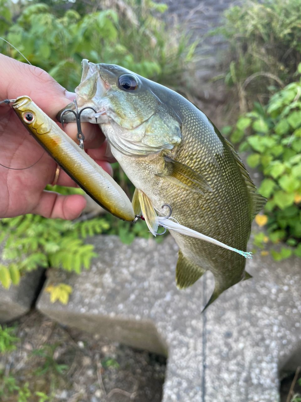 スモールマウスバス