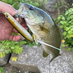 スモールマウスバス