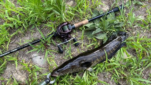 ライギョの釣果