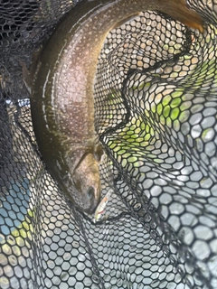イワナの釣果