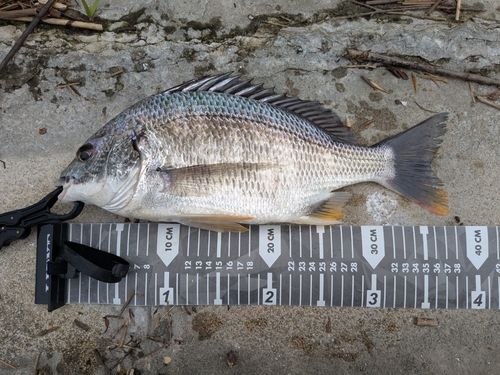キビレの釣果