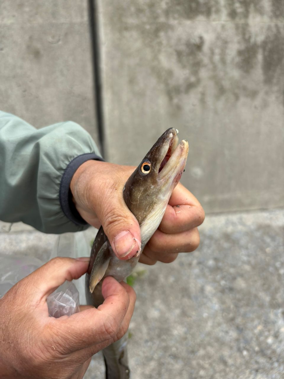 アナゴ