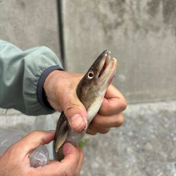 アナゴ
