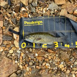 スモールマウスバス