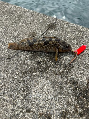 アイナメの釣果