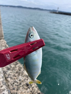 ワカシの釣果