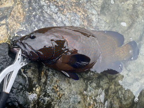 アオノメハタの釣果