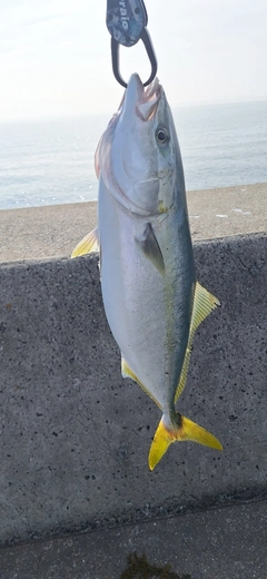 ヤズの釣果