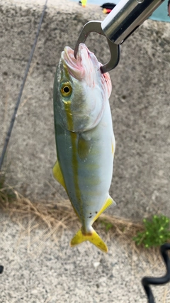 ヤズの釣果