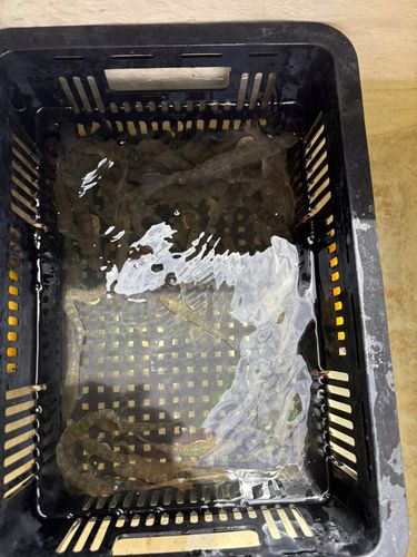 ハゼの釣果