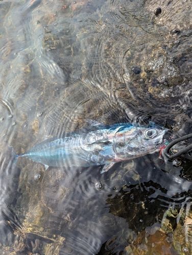 ソウダガツオの釣果