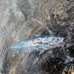 ソウダガツオ