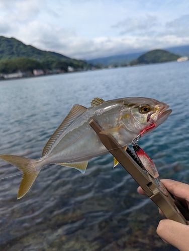ショゴの釣果