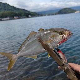 ショゴ