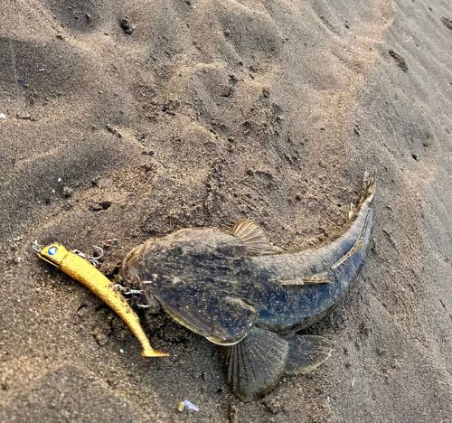 マゴチの釣果