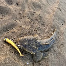 マゴチ