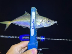 マアジの釣果