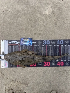 マゴチの釣果